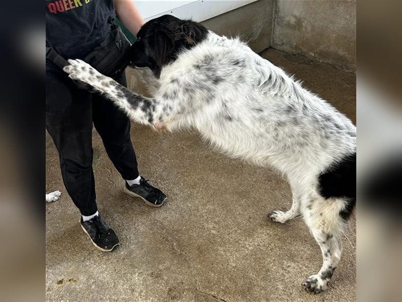 Boris - einfach klasse!