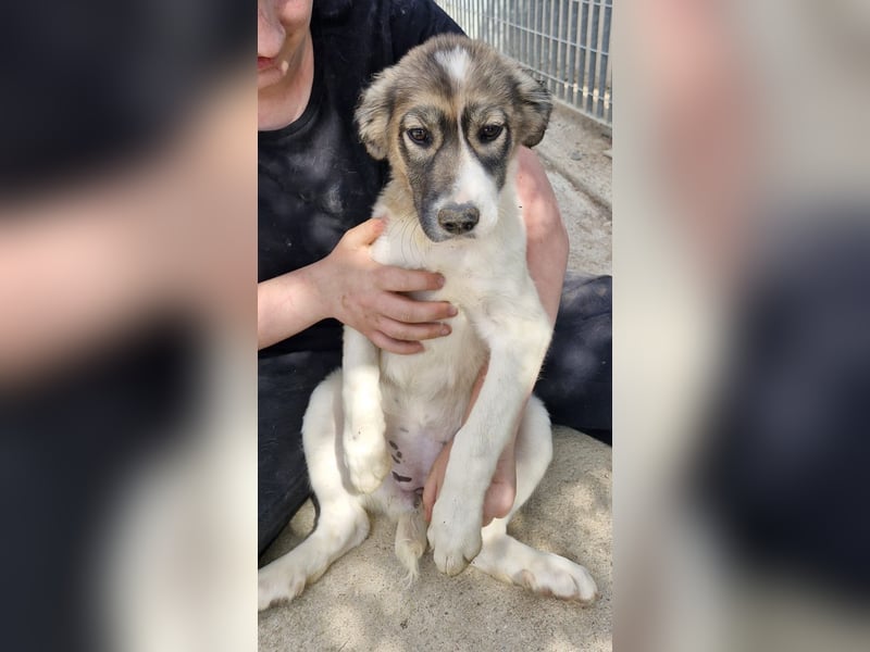 Galatea - unverwechselbar gezeichnet