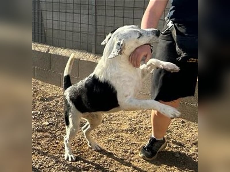 Cozza - Jungspund sucht aktive Menschen