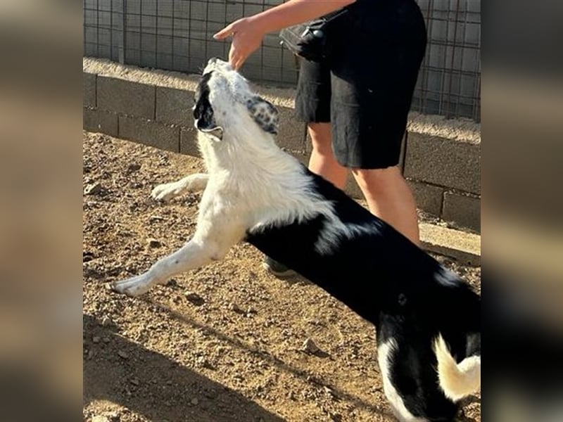 Cozza - Jungspund sucht aktive Menschen