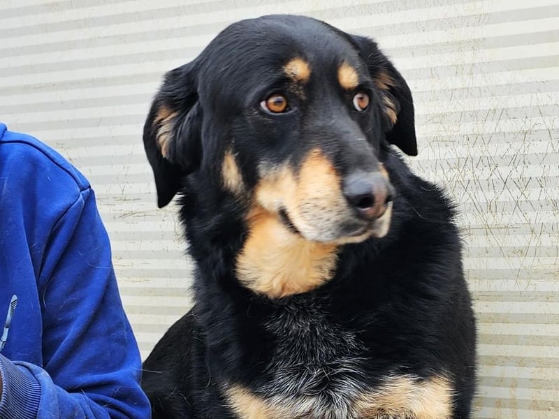 Mako - Vom Kuschelhund zurück ins Schneckenhaus