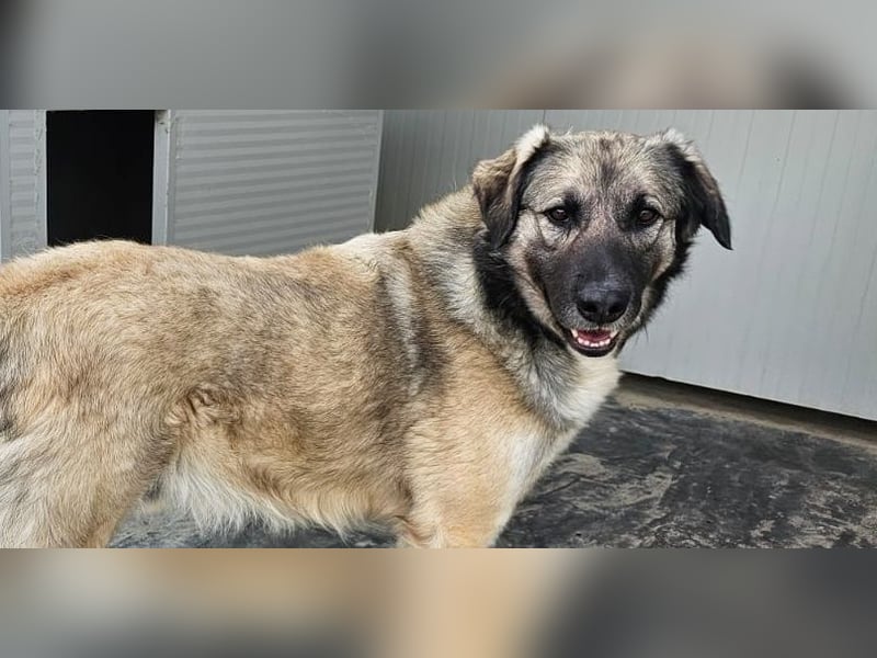 Monroe - souveräner Herzenshund