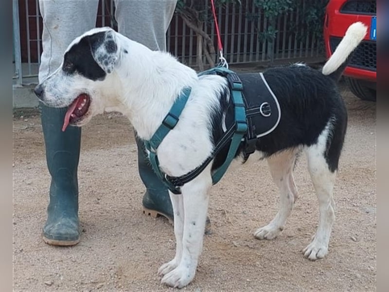 Cozza - Jungspund sucht aktive Menschen