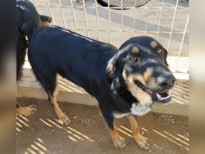 Mel - braucht nochmal Glück