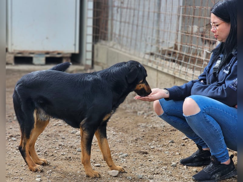 Mako - Vom Kuschelhund zurück ins Schneckenhaus