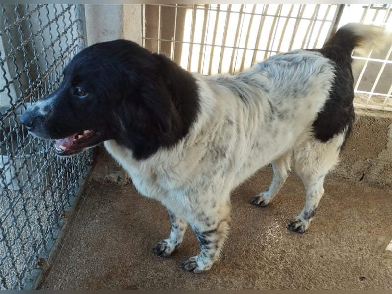 Boris - einfach klasse!