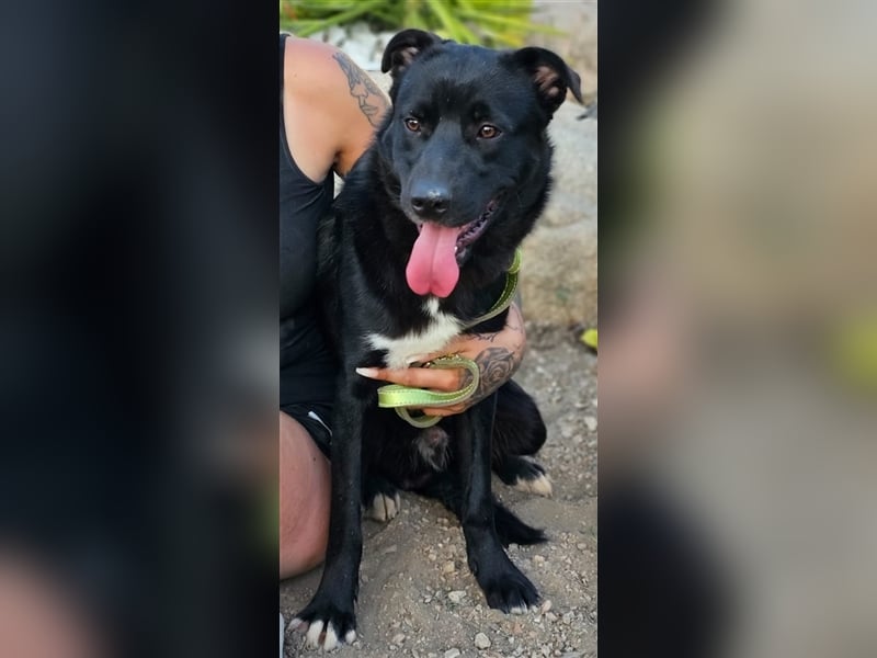 Fortunato - schwarze Schönheit sucht seine Menschen