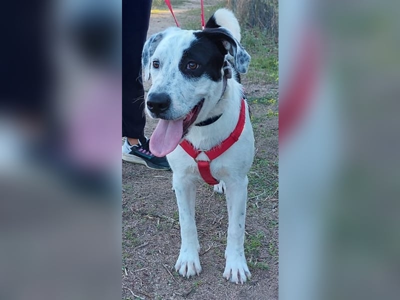 Cozza - Jungspund sucht aktive Menschen