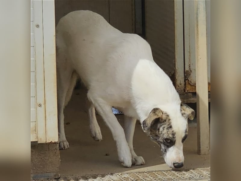 Ginger - Hundemama sucht Zuhause