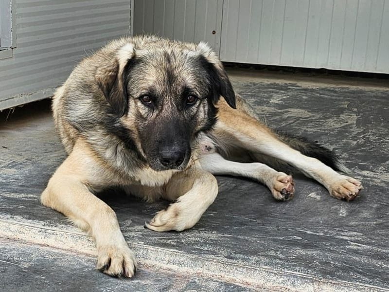 Monroe - souveräner Herzenshund