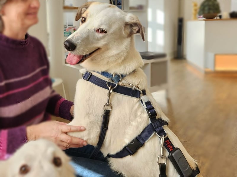 Fred - ein sanfter Schatz auf vier Pfoten