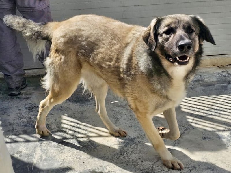 Monroe - souveräner Herzenshund