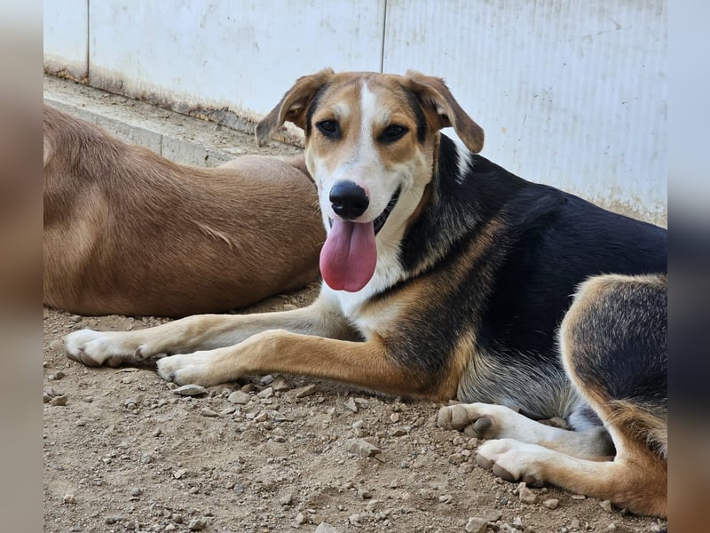 Rocco - komm, wir gehen durch dick und dünn