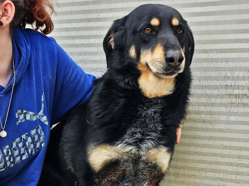 Mako - Vom Kuschelhund zurück ins Schneckenhaus