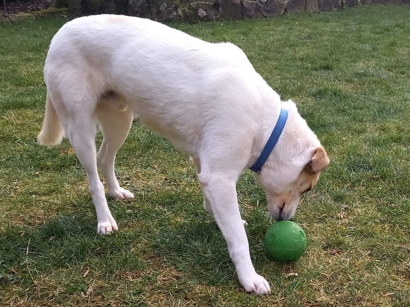 Fred - ein sanfter Schatz auf vier Pfoten
