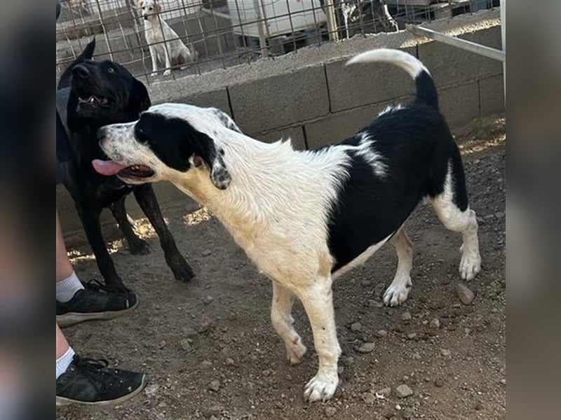 Cozza - Jungspund sucht aktive Menschen