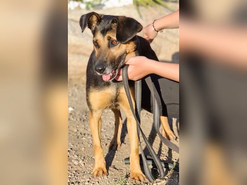 Lila - Powerhündin sucht sportliche Menschen