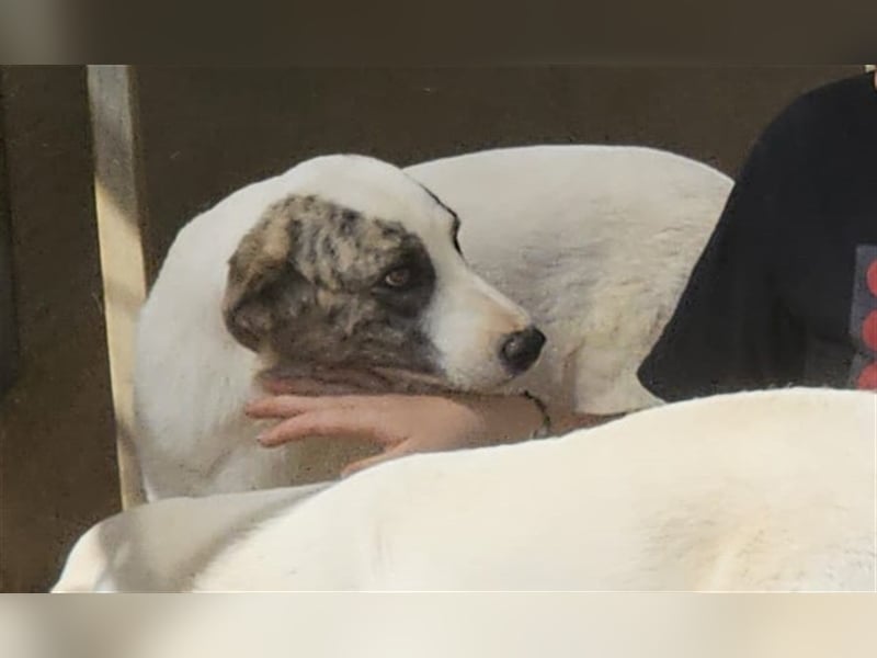 Ginger - Hundemama sucht Zuhause