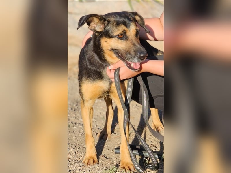 Lila - Powerhündin sucht sportliche Menschen