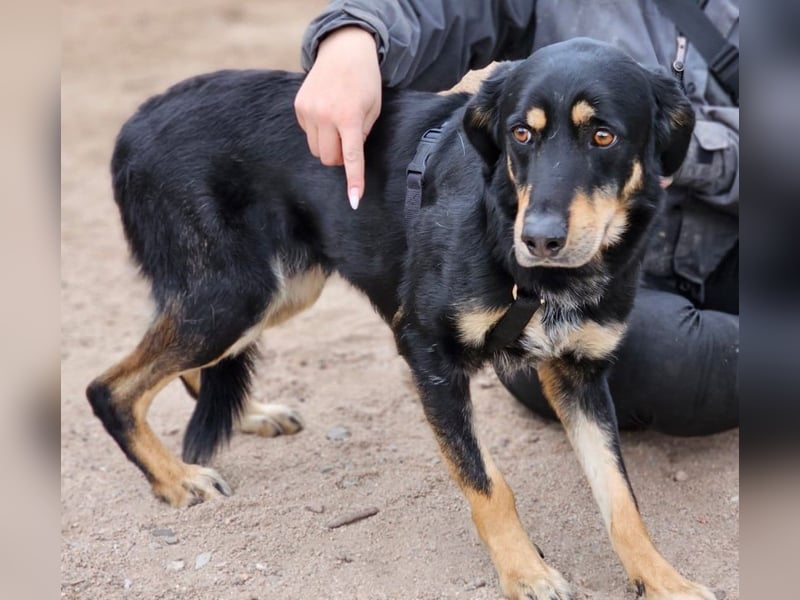 Mako - Vom Kuschelhund zurück ins Schneckenhaus