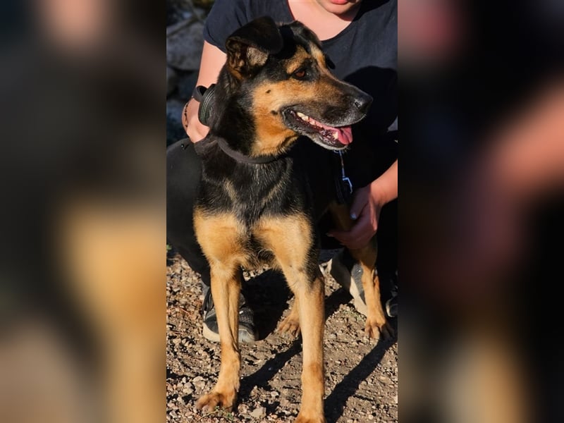 Lila - Powerhündin sucht sportliche Menschen