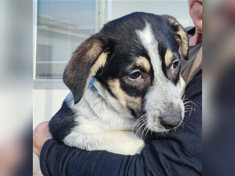 Mig - Wunder gesucht