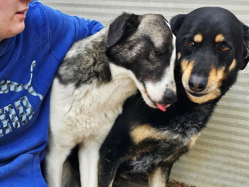 Mako - Vom Kuschelhund zurück ins Schneckenhaus