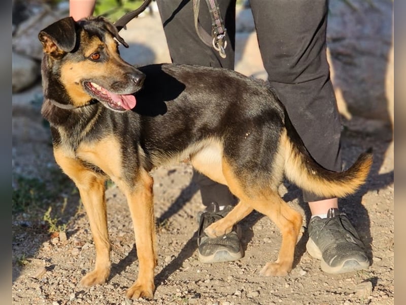 Lila - Powerhündin sucht sportliche Menschen