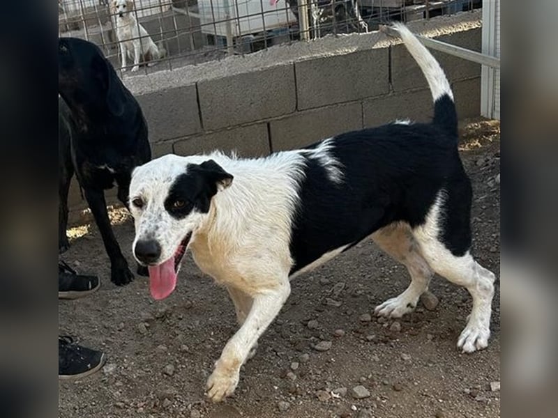 Cozza - Jungspund sucht aktive Menschen