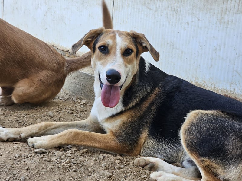 Rocco - komm, wir gehen durch dick und dünn