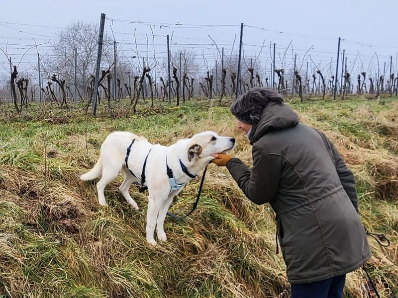Fred - ein sanfter Schatz auf vier Pfoten