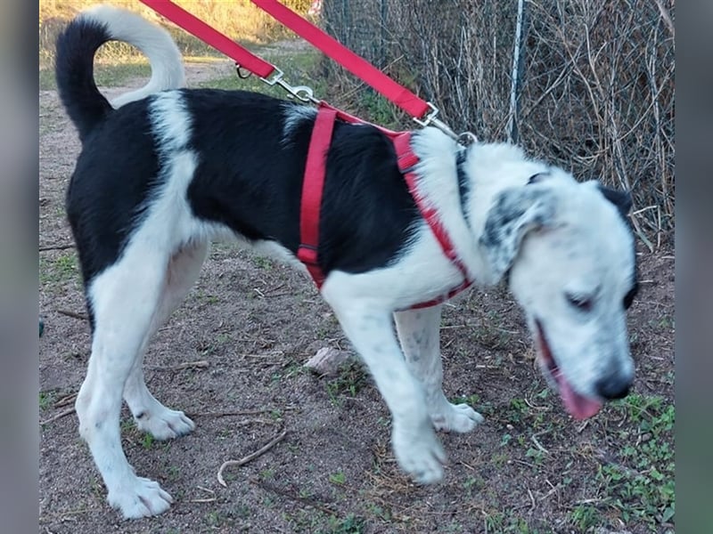 Cozza - Jungspund sucht aktive Menschen