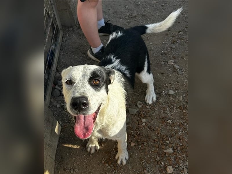 Cozza - Jungspund sucht aktive Menschen