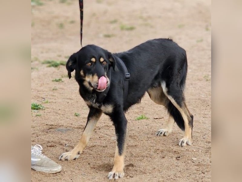 Mako - Vom Kuschelhund zurück ins Schneckenhaus