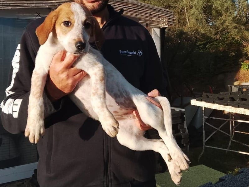 Tea - ein wahrer Sonnenschein