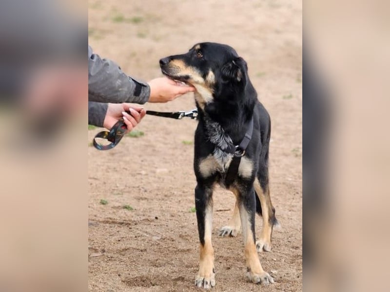 Mako - Vom Kuschelhund zurück ins Schneckenhaus