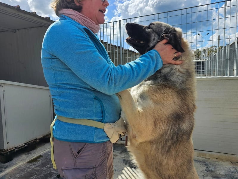 Monroe - souveräner Herzenshund