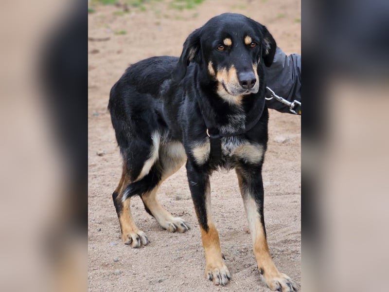 Mako - Vom Kuschelhund zurück ins Schneckenhaus