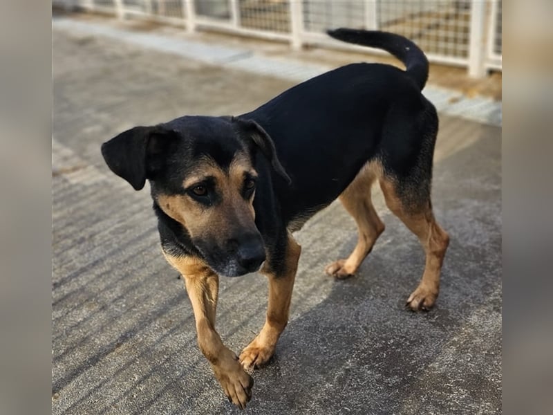 Lila - Powerhündin sucht sportliche Menschen