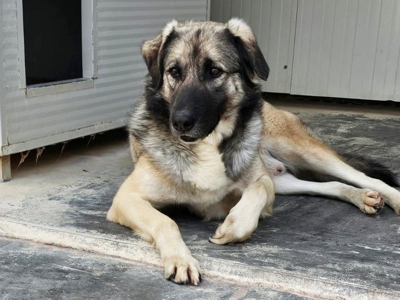 Monroe - souveräner Herzenshund