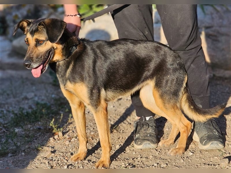 Lila - Powerhündin sucht sportliche Menschen