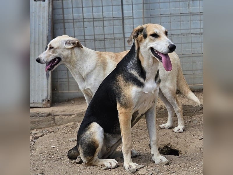 Roxy - mein Köfferchen ist schon gepackt
