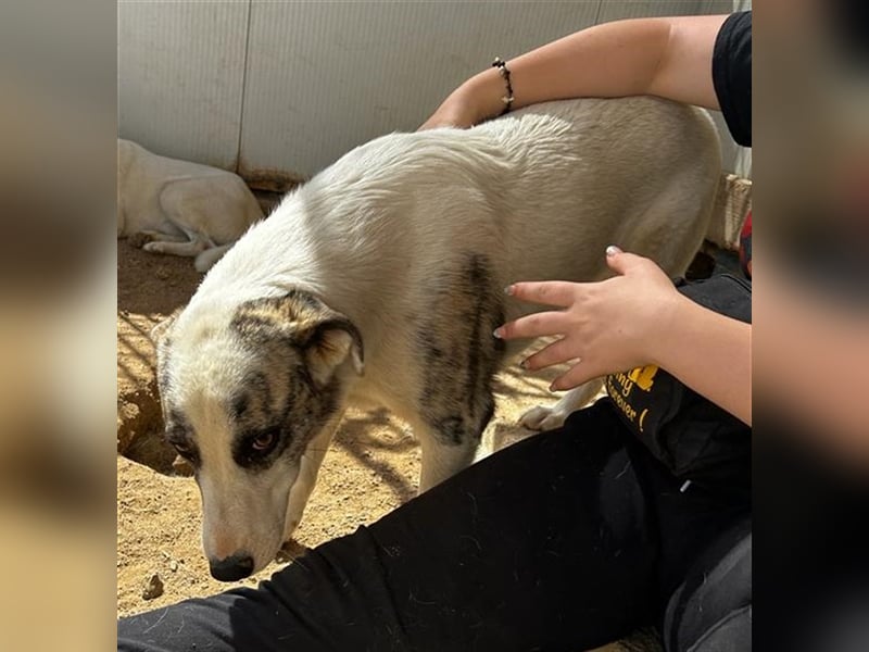 Ginger - Hundemama sucht Zuhause