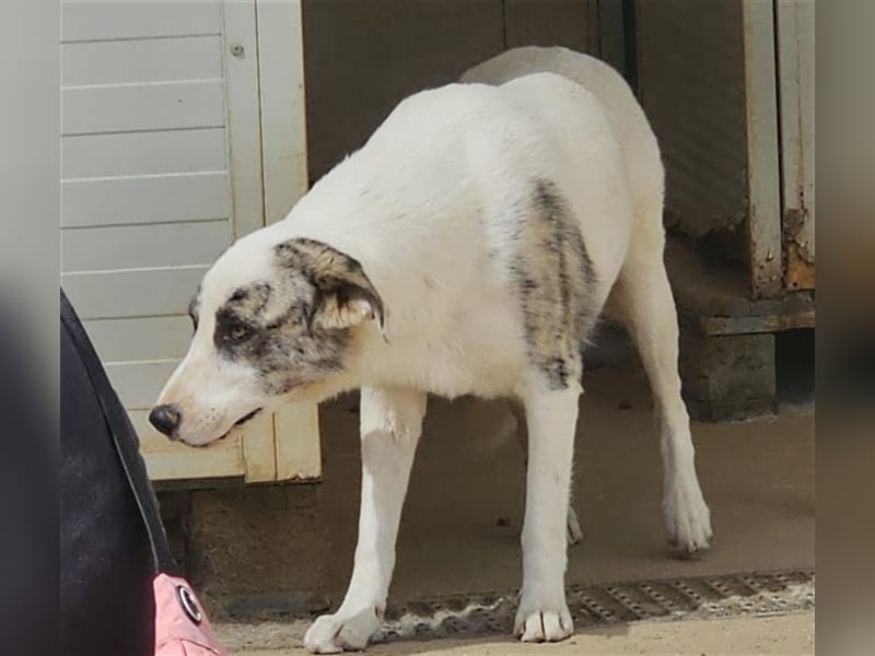 Ginger - Hundemama sucht Zuhause