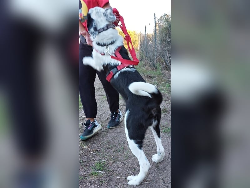 Cozza - Jungspund sucht aktive Menschen