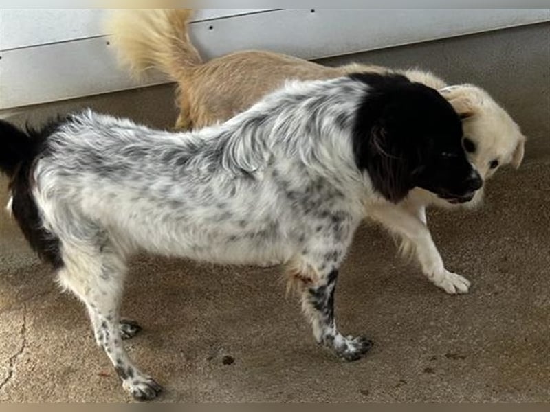 Boris - einfach klasse!