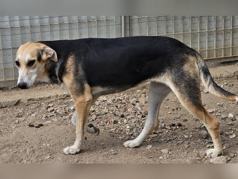 Roxy - mein Köfferchen ist schon gepackt