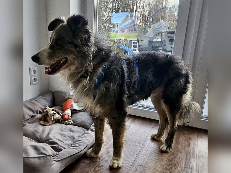 Duque - familiengeeignet, freundlich und zutraulich / BEREITS IN DEUTSCHLAND