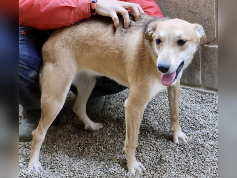 Lolita, zurückhaltend, freundlich, gut sozialisiert