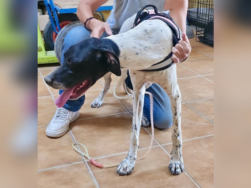 Mancha - freundlich, lernwillig und zutraulich